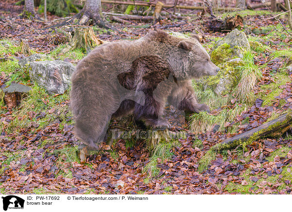 Europischer Braunbr / brown bear / PW-17692