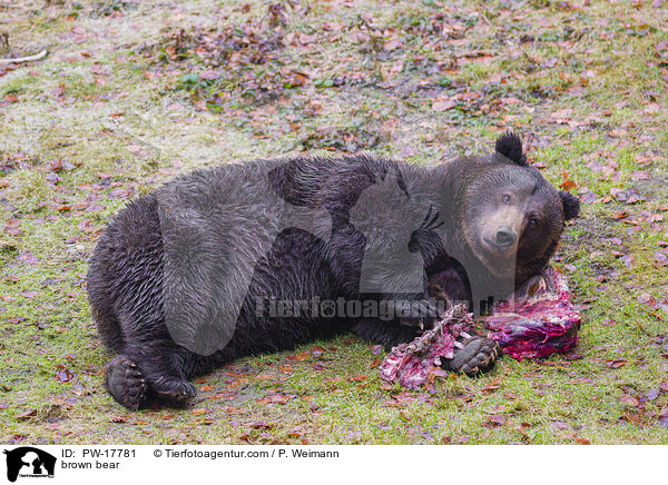 brown bear / PW-17781