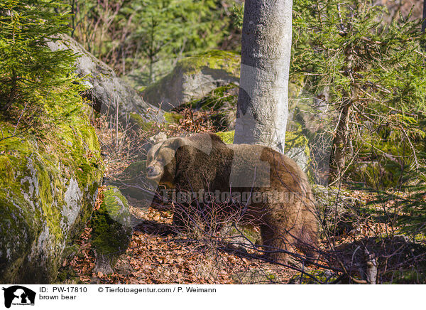 Europischer Braunbr / brown bear / PW-17810