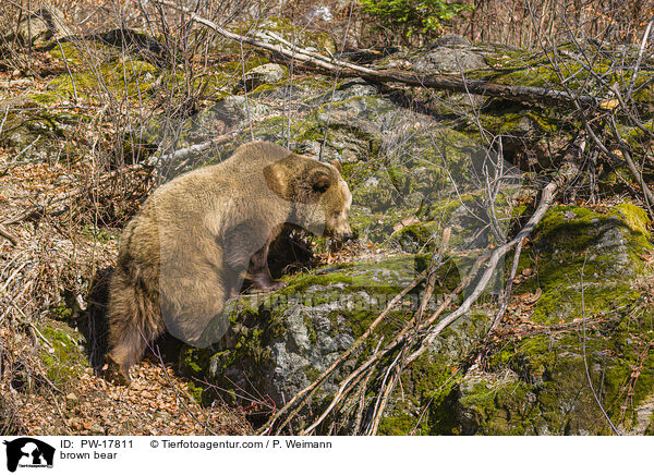 Europischer Braunbr / brown bear / PW-17811