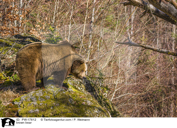 brown bear / PW-17812