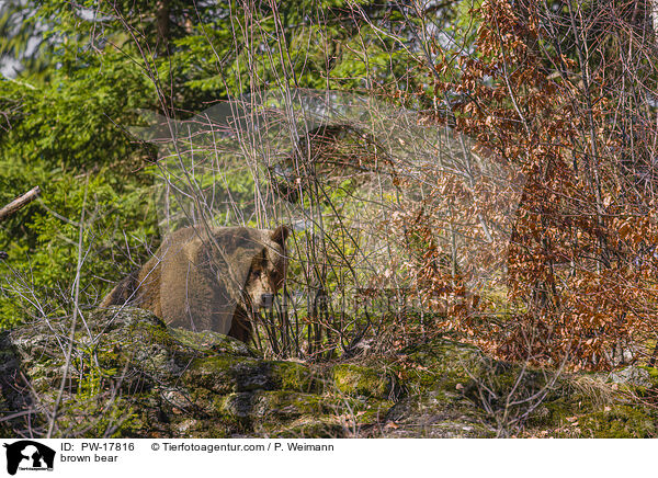 brown bear / PW-17816
