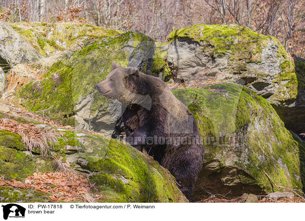 Europischer Braunbr / brown bear / PW-17818