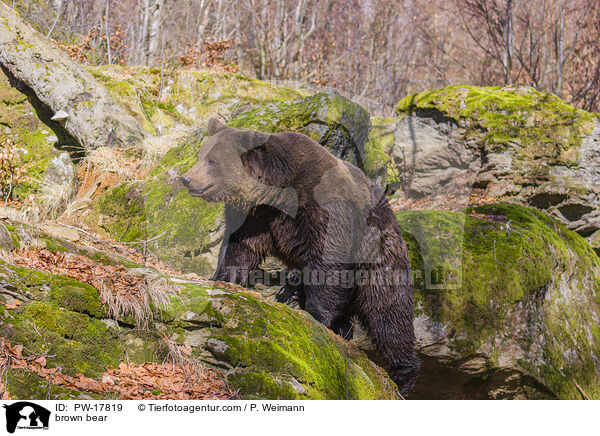 Europischer Braunbr / brown bear / PW-17819