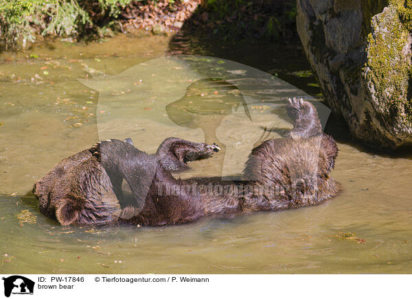 Europischer Braunbr / brown bear / PW-17846