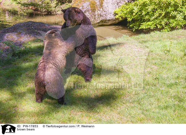 Europische Braunbren / brown bears / PW-17853