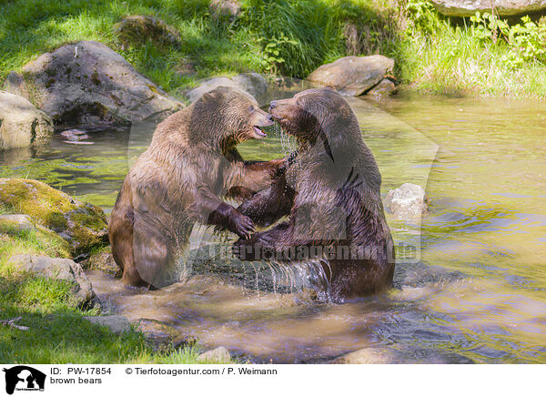 Europische Braunbren / brown bears / PW-17854