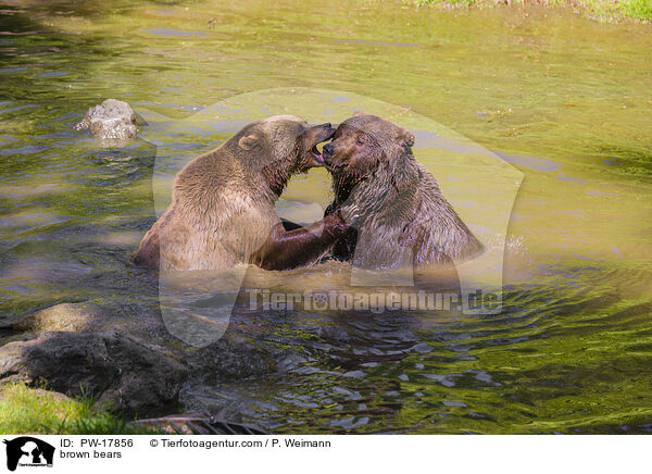 Europische Braunbren / brown bears / PW-17856