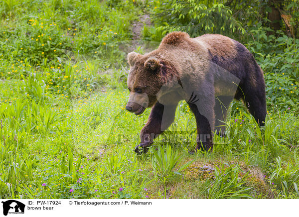 Europischer Braunbr / brown bear / PW-17924