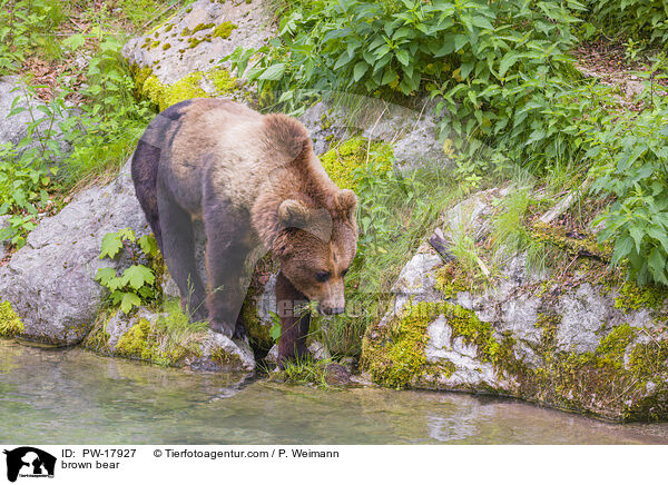brown bear / PW-17927