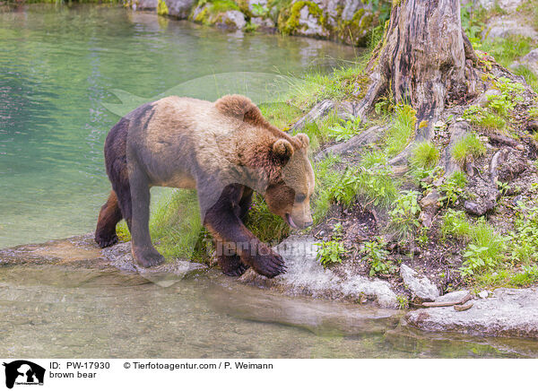 brown bear / PW-17930