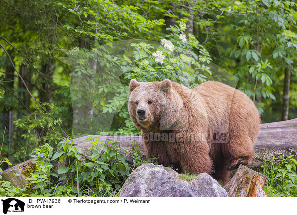 Europischer Braunbr / brown bear / PW-17936