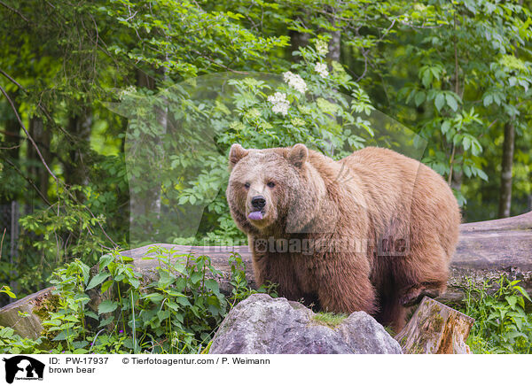 brown bear / PW-17937