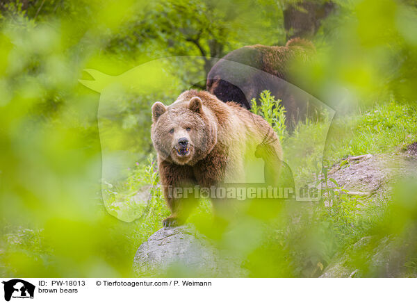 Europische Braunbren / brown bears / PW-18013