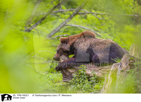 Europischer Braunbr / brown bear / PW-18021
