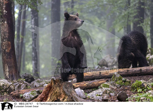 Europischer Braunbr / Eurasian brown bear / MBS-28747