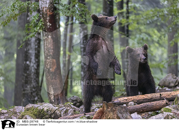 Europischer Braunbr / Eurasian brown bear / MBS-28748