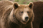 brown bear portrait