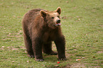 brown bear