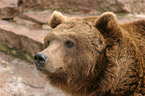 european brown bear