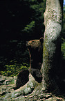 Eurasian Brownbear