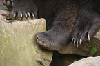 european brown bear