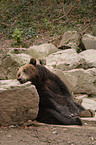 european brown bear