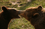 2 european brown bears
