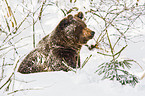 brown bear