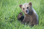 young brown bear