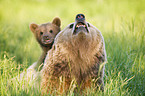 brown bears