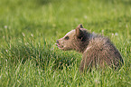 young brown bear