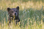 young brown bear