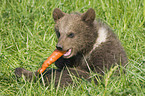 young brown bear