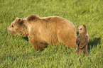 brown bears