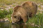 drinking brown bear