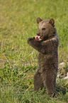 young brown bear