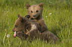 young brown bears