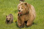 brown bears