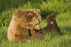 brown bears