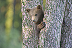 young brown bear