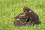 young brown bear