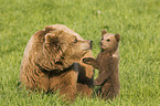 brown bears