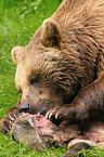 eating european brown bear