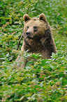 european brown bear