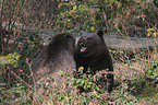 fighting european brown bears