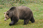 european brown bear