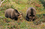 european brown bears