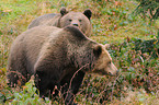 european brown bears