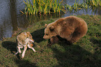 european brown bear meets wolf